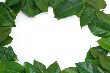 Fototapeta premium Copy space Leaves Archidendron jiringa (Jack) I.C. Nielsen.