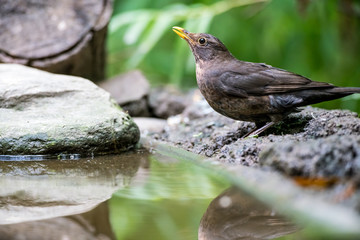 an female blackbird