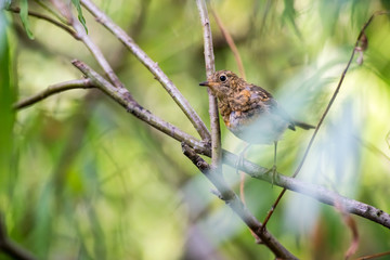 an female blackbird