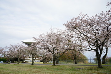 さくら宇宙公園