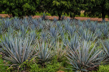 AGAVE TEQUILA