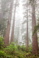 Mist in California's Redwood Country