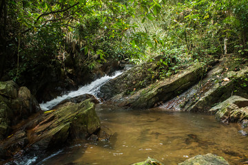 Fototapeta na wymiar Forest in Phuket,Thailand Tropical zone Southern Tropical zone