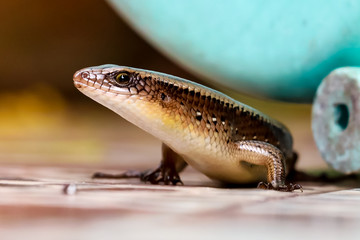 skink walking on the wall in the morning