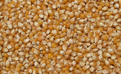 lot of corn seeds also known as unpopped popcorn