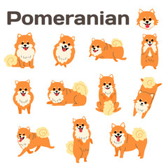 pomeranian,dog in action