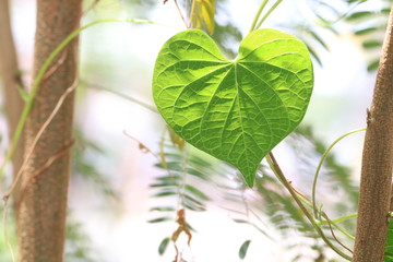 Close up transparency heart green leaf on tree