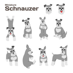 Obraz na płótnie Canvas miniature schnauzer,dog in action,happy dog