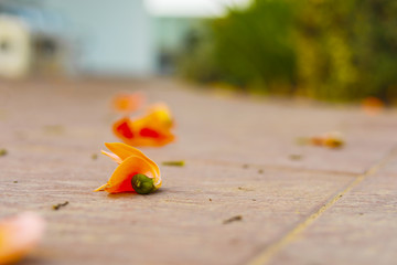 Fototapeta na wymiar Beautiful orange flowers Blooming Bastard Teak (Butea monosperma)