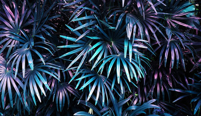 Obrazy na Plexi  tropikalne świecące liście.
