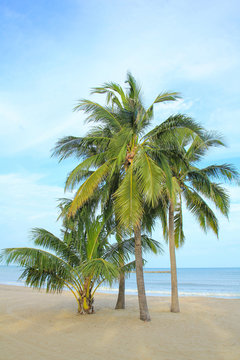 Coconut Palm Tree on The beach in Thailand.
