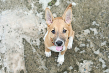 Close up of dog face looking at camera