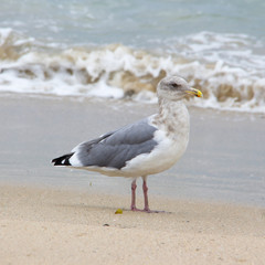 Close up of seagull standing in the sand at the ocean with breaking waves behind it