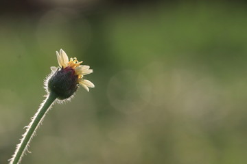 Close up small yellow grass flower and white bokeh on green background