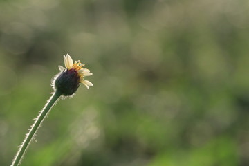 Close up small yellow grass flower and white bokeh on green background