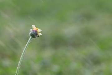 Close up small yellow grass flower and white bokeh on green background