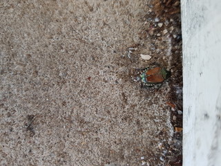 Japanese  tree bettle