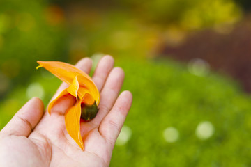 Beautiful orange flowers Blooming Bastard Teak (Butea monosperma)