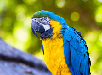 Close up of blue and gold Macaw parrot, Ara ararauna, South American parrot with blue top parts and yellow underparts and green forehead. 