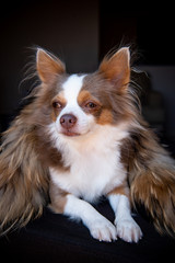 Long hair elegant chihuahua