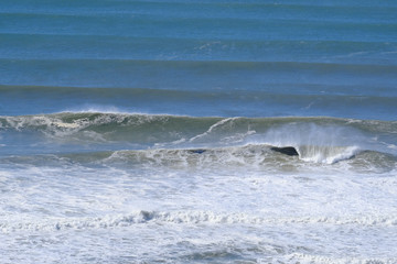 Fototapeta premium Large waves breaking on the Gold Coast after a storm