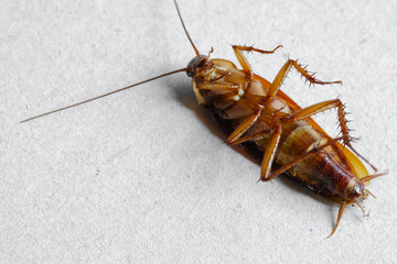 close up of cockroach on white background.