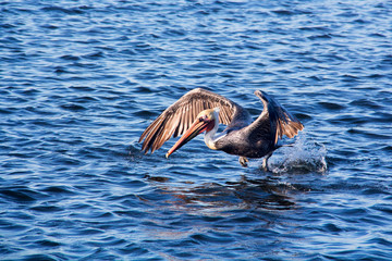 Closeup large brown pelican with spread wings taking off from the water
