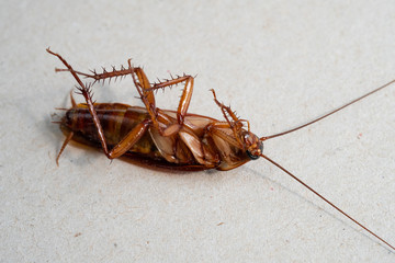 close up of cockroach on white background.