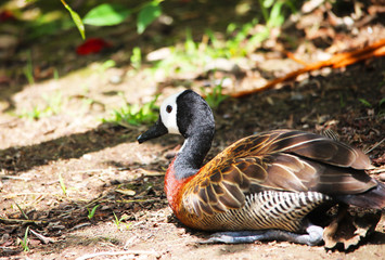 Close up of white face whistling duck resting on the ground in the shade of some trees during a hot day