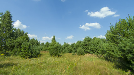 Fototapeta na wymiar Młody las iglasty