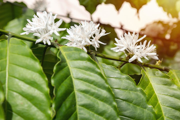 Close up of Coffee blossom on the branch of coffee tree with white color flower and sunlight. Coffee flower.