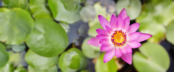 Beautiful pink lotus or waterlily blooming in the pond, Wide for banner, Top angle close-up