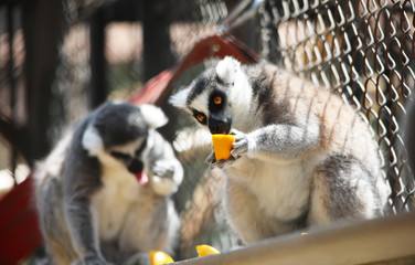 Two lemurs eating fruit during lunch time,  strepsirrhine nocturnal primates