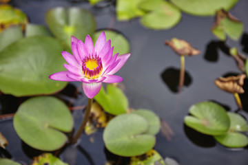 Obraz na płótnie Canvas Beautiful pink lotus or waterlily blooming in the pond with tranquil water and leaves in background