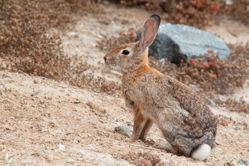 Close up of a wild rabbit resting at the wildlife preserve in a dry desert like environment