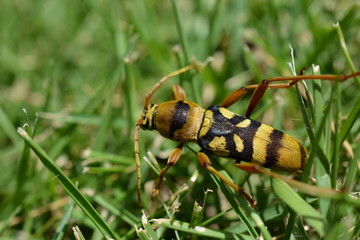 昆虫イメージ素材、ヨツスジトラカミキリの成虫