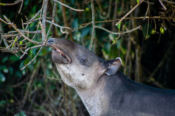 Do you like my teeth?