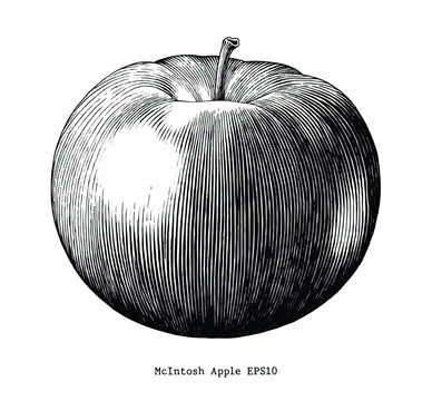 Mcintosh apple hand draw vintage clip art isolated on white background