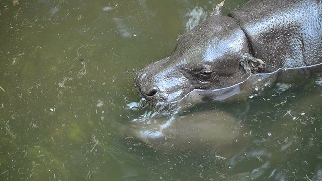 pygmy hippo with baby in the river