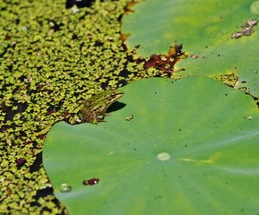 蓮の葉で休むカエル