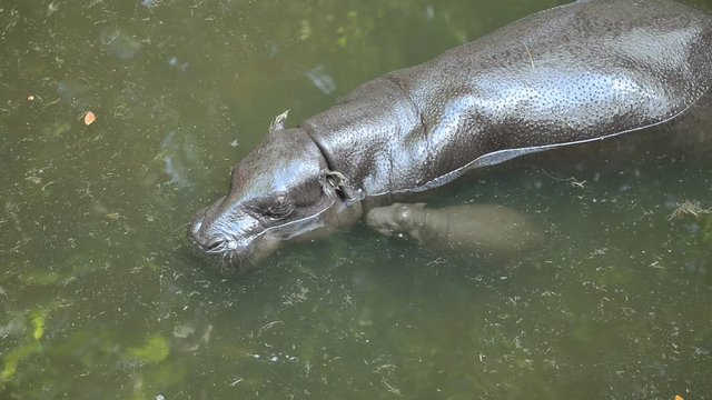 pygmy hippo with baby in the river