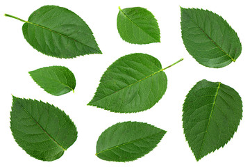 Green rose leaf on white - 214549710