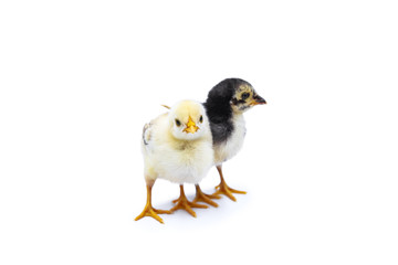 Cute baby chicks standing. Isolated on white background