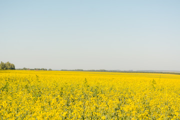 Bright yellow field in flowers