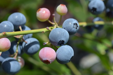 熟してきたブルーベリーの実、家庭菜園イメージ素材