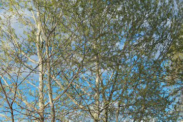 Natural landscape, springtime