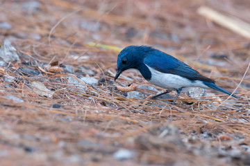 Beautiful bird in blue and white color..Charming bird ultra marine flycatcher  standing on ground cover by dry pine leafs in highland forest ..