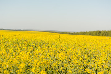 Obraz premium Bright yellow field in flowers