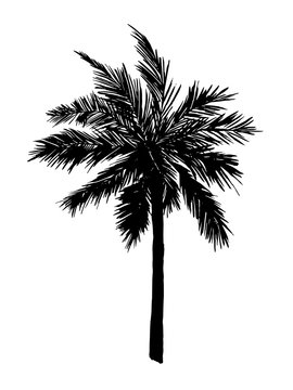 Single palm tree silhouette. Vector illustration