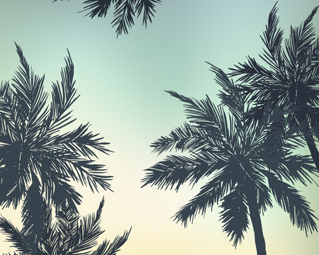Palm trees summer background. Vector illustration